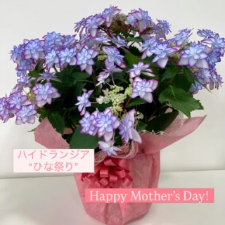 hale-hana Plants+ ハレハナ プランツプラス｜所沢市緑町の花屋【新